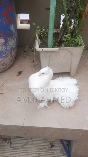 Lakhya Pigeon