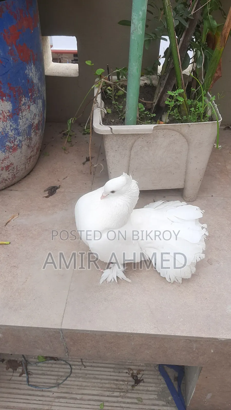 Lakhya Pigeon