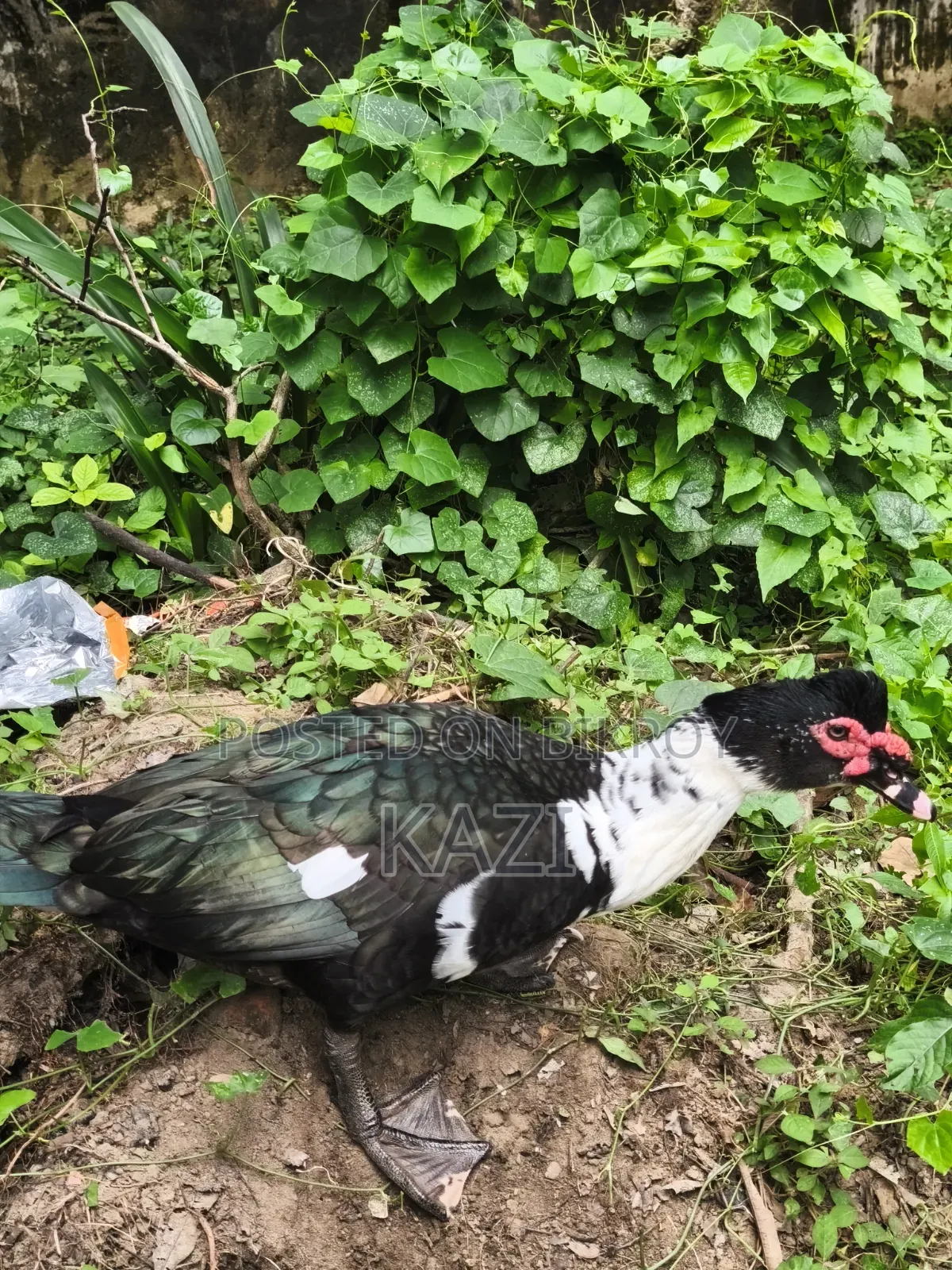 Muscovy Duck for Sale