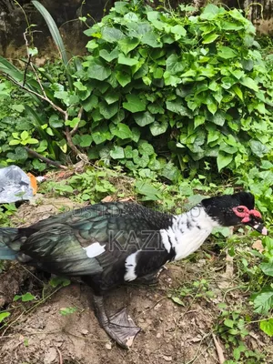 Muscovy Duck for Sale