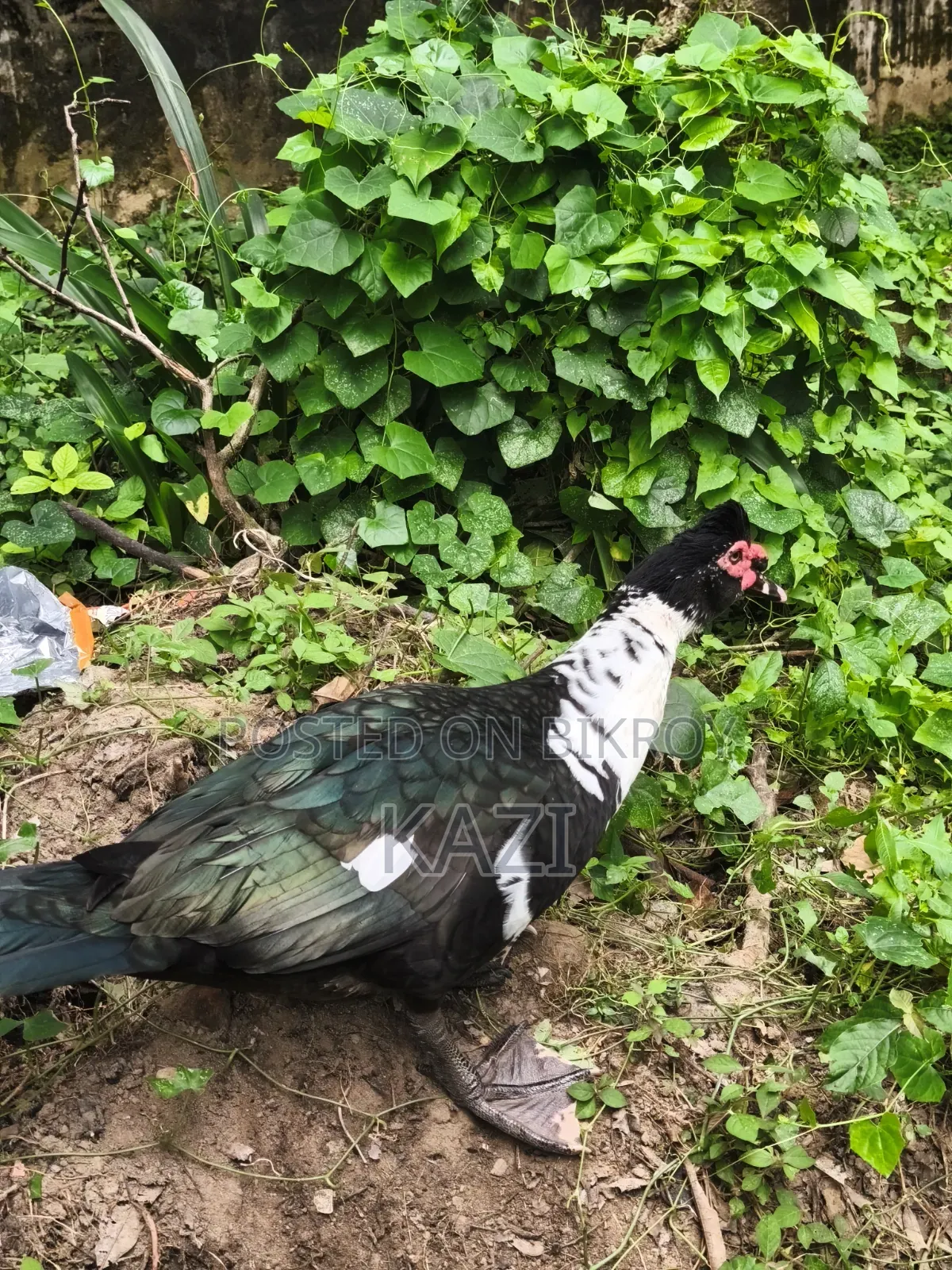Muscovy Duck for Sale