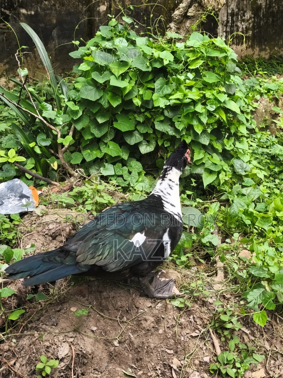 Muscovy Duck for Sale