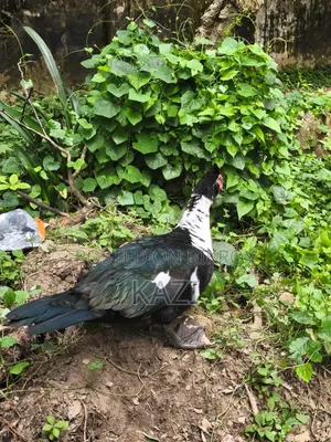 Muscovy Duck for Sale