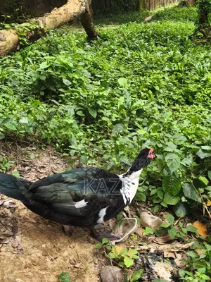 Muscovy Duck for Sale