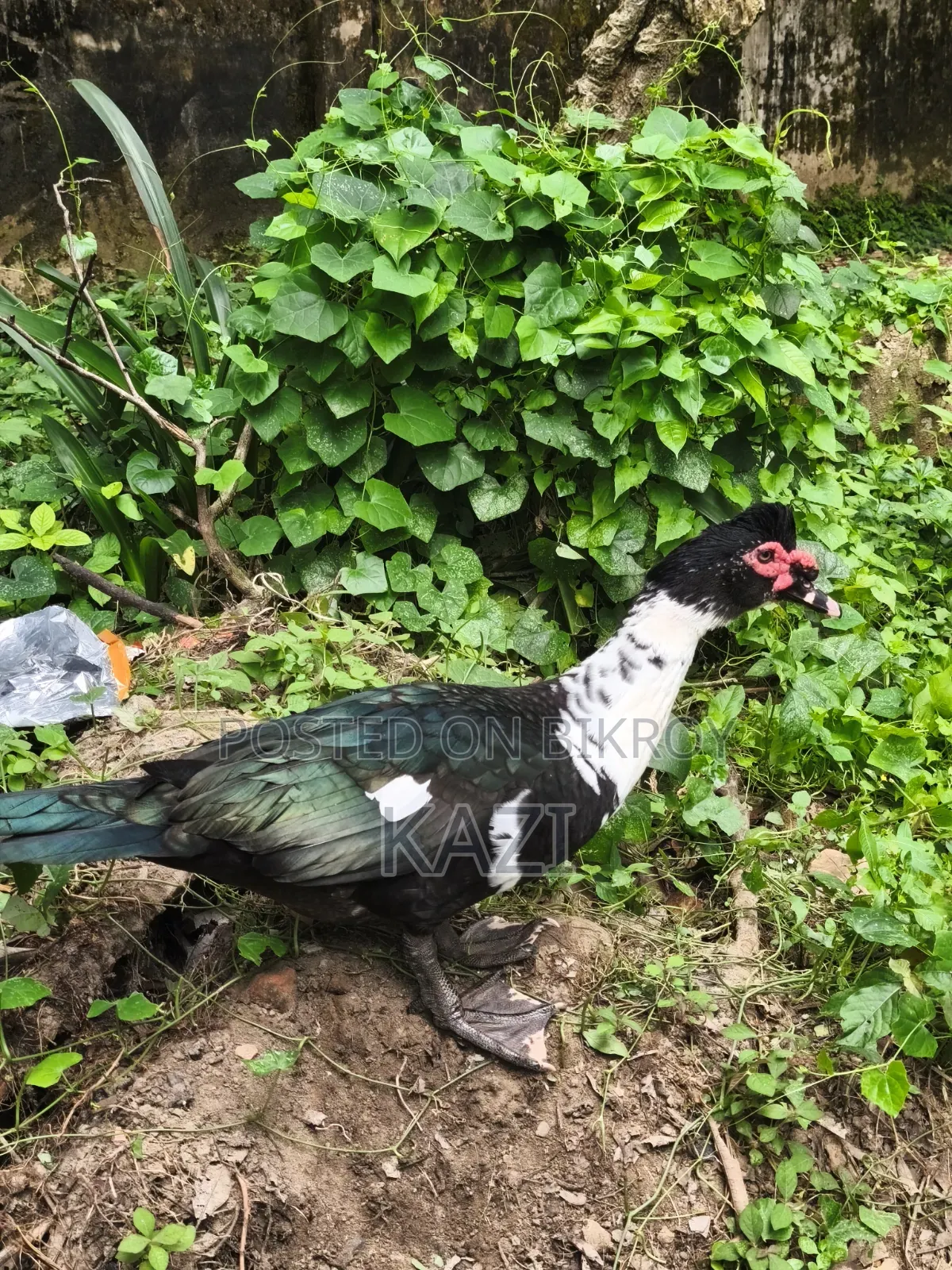 Muscovy Duck for Sale