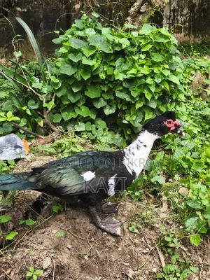 Muscovy Duck for Sale