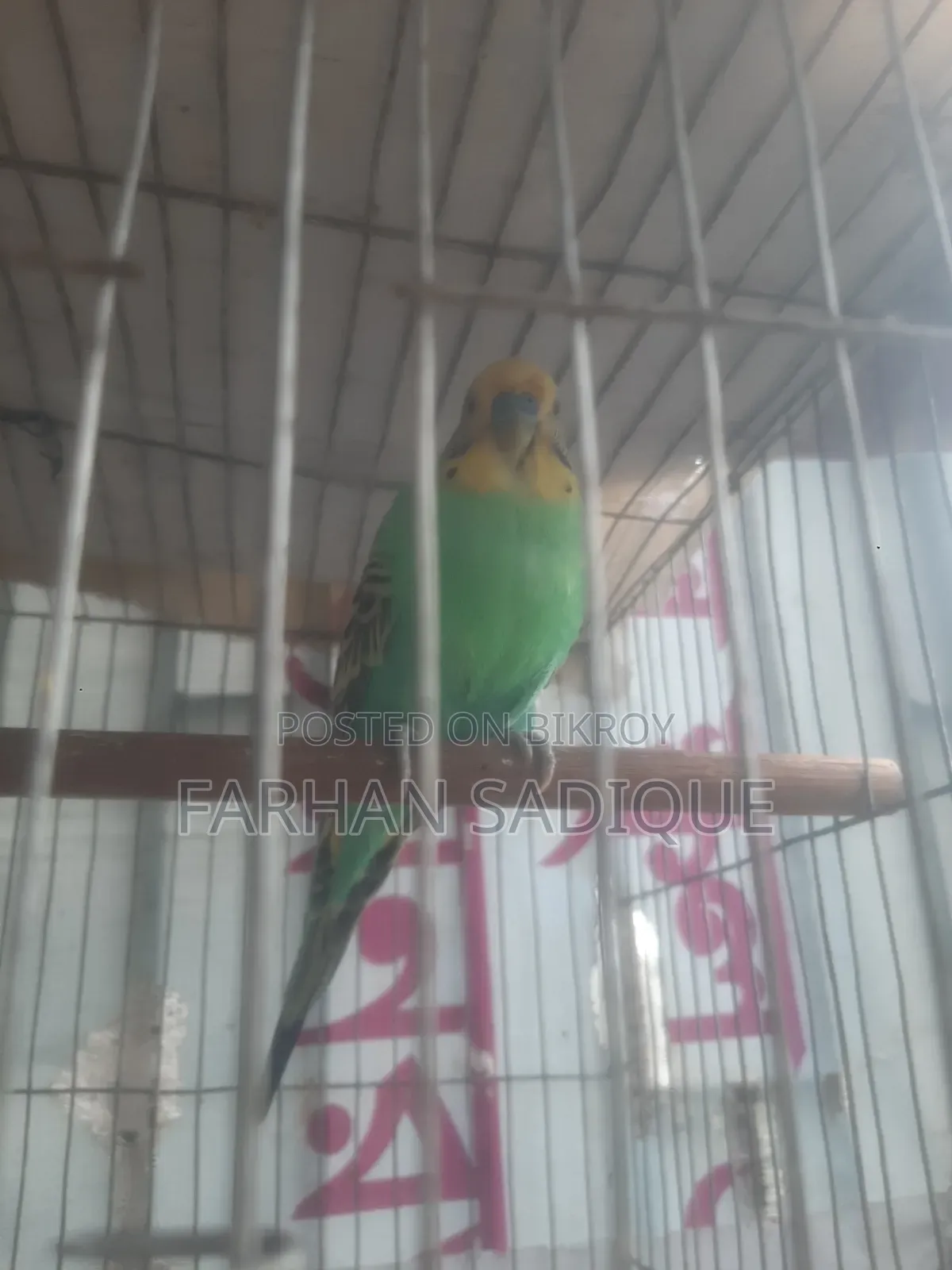 প্রাপ্তবয়স্ক পুরুষ পাখি