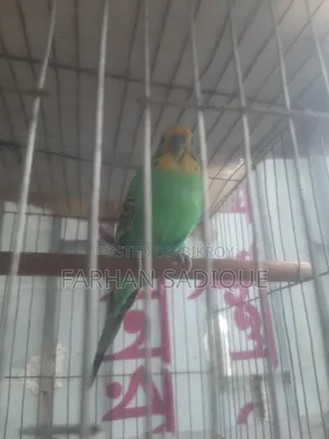 প্রাপ্তবয়স্ক পুরুষ পাখি