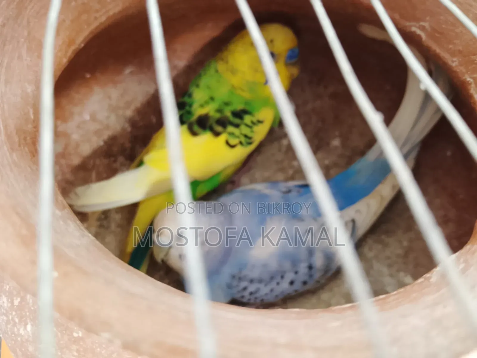 Two pairs (male + female) fully adult budgie birds for sale with eggs