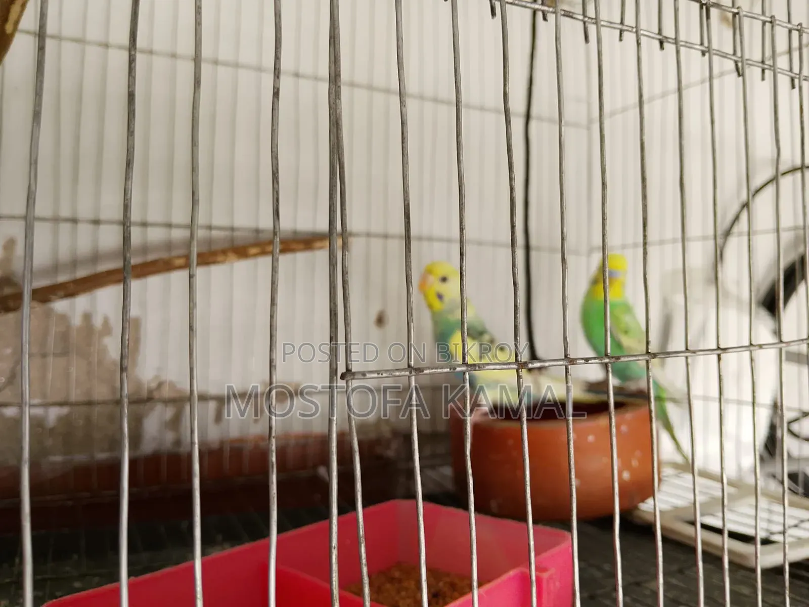 Two pairs (male + female) fully adult budgie birds for sale with eggs