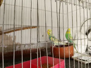 Two pairs (male + female) fully adult budgie birds for sale with eggs