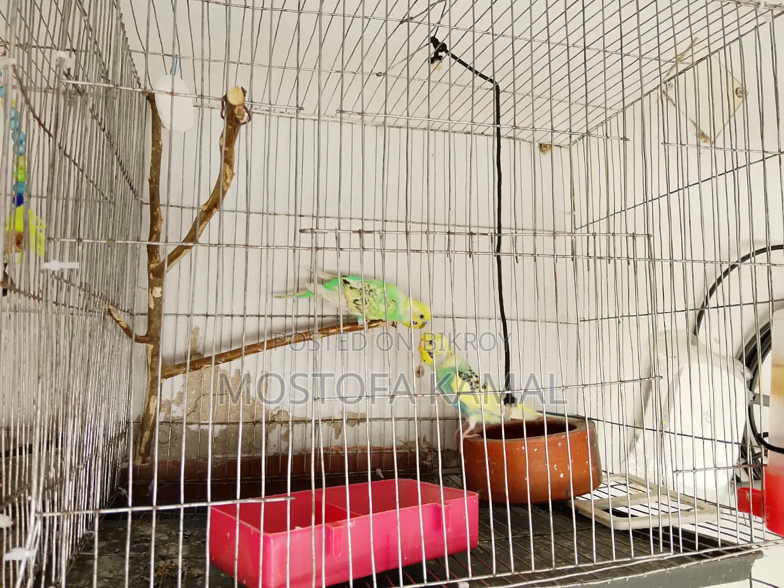 Two pairs (male + female) fully adult budgie birds for sale with eggs