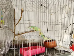 Two pairs (male + female) fully adult budgie birds for sale with eggs
