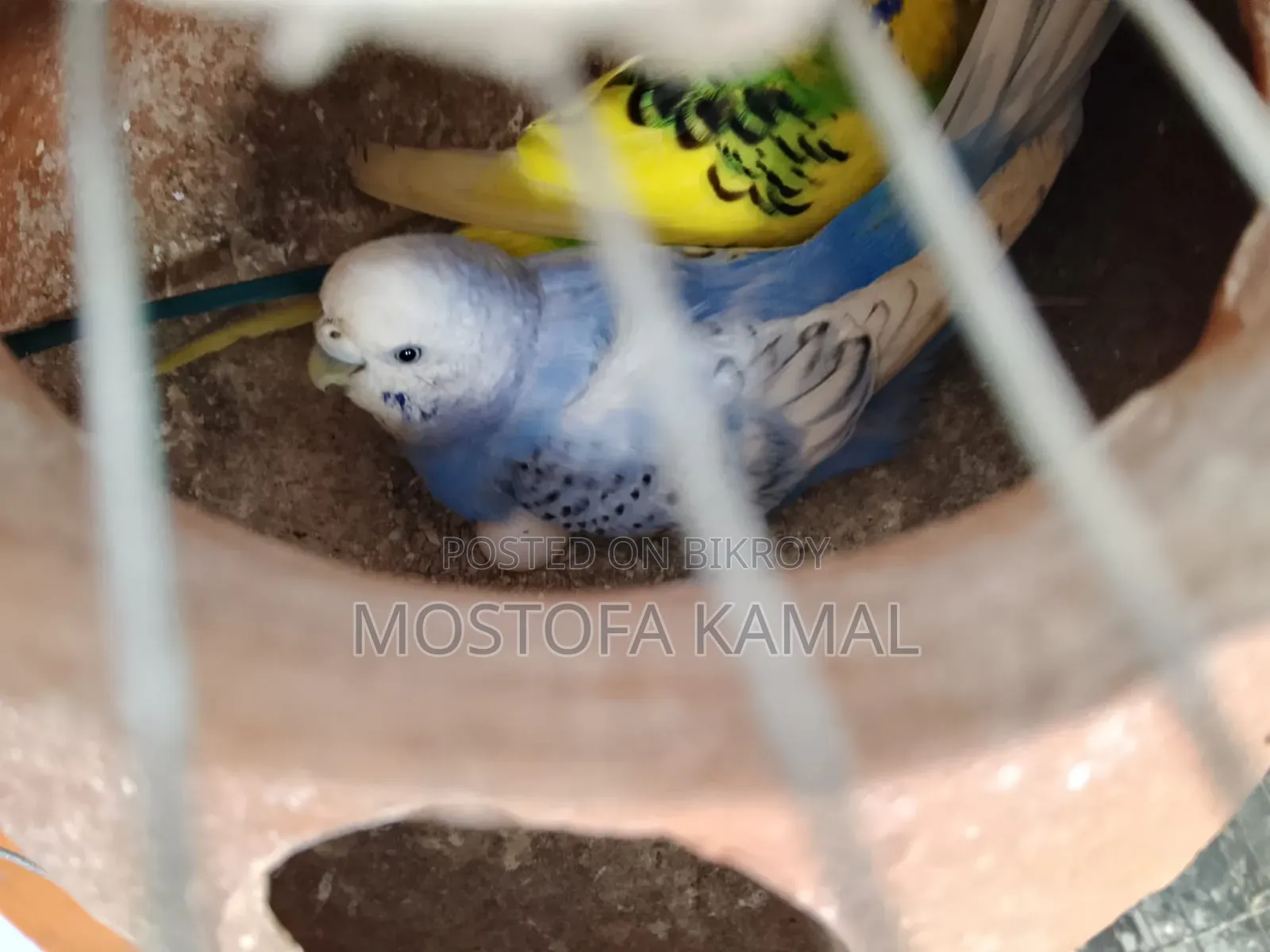 Two pairs (male + female) fully adult budgie birds for sale with eggs
