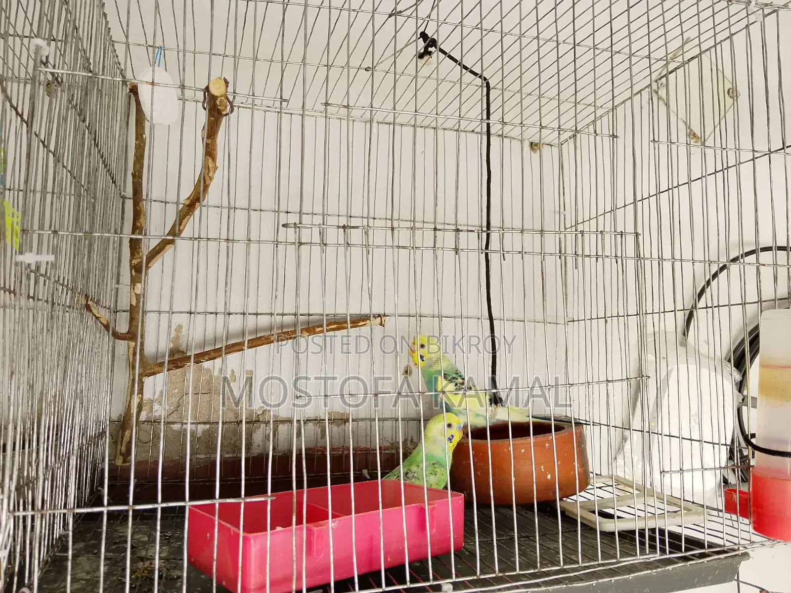 Two pairs (male + female) fully adult budgie birds for sale with eggs