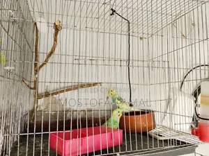 Two pairs (male + female) fully adult budgie birds for sale with eggs