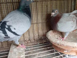 Pigeon Running Pair