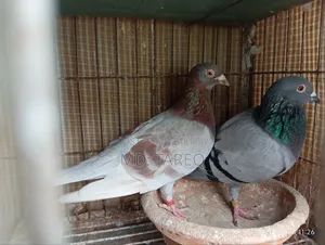Pigeon Running Pair
