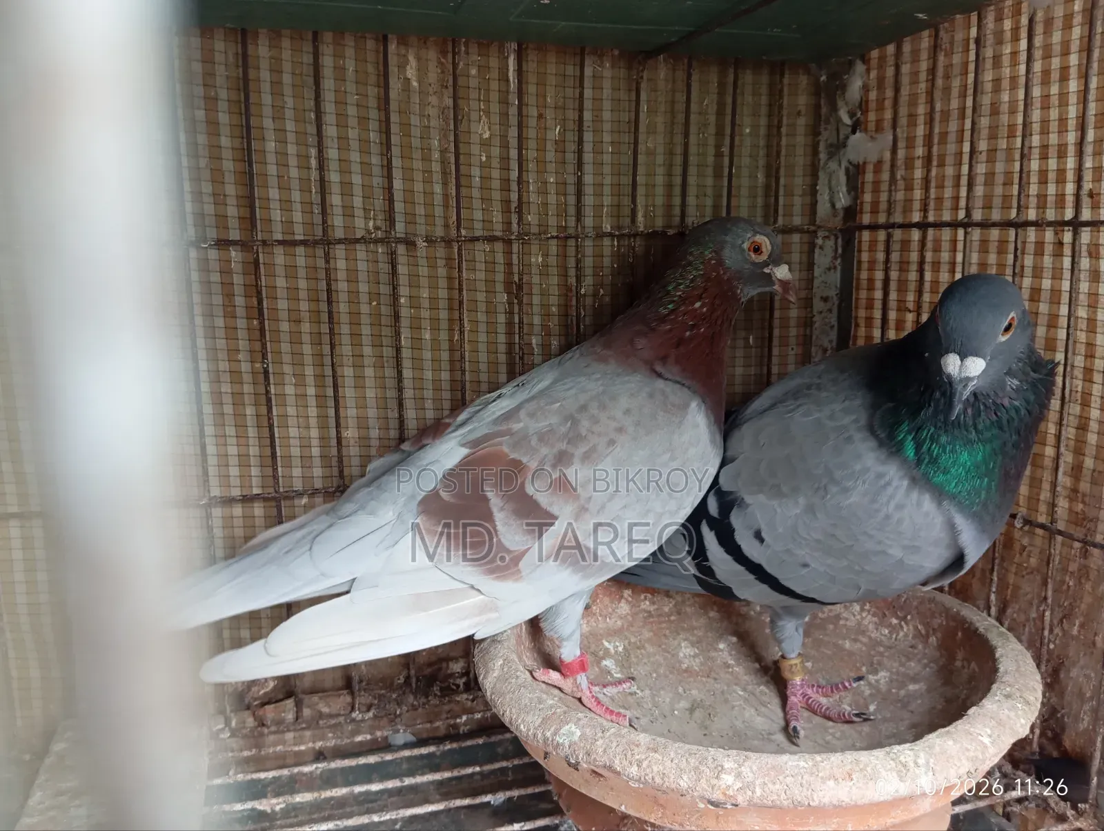 Pigeon Running Pair