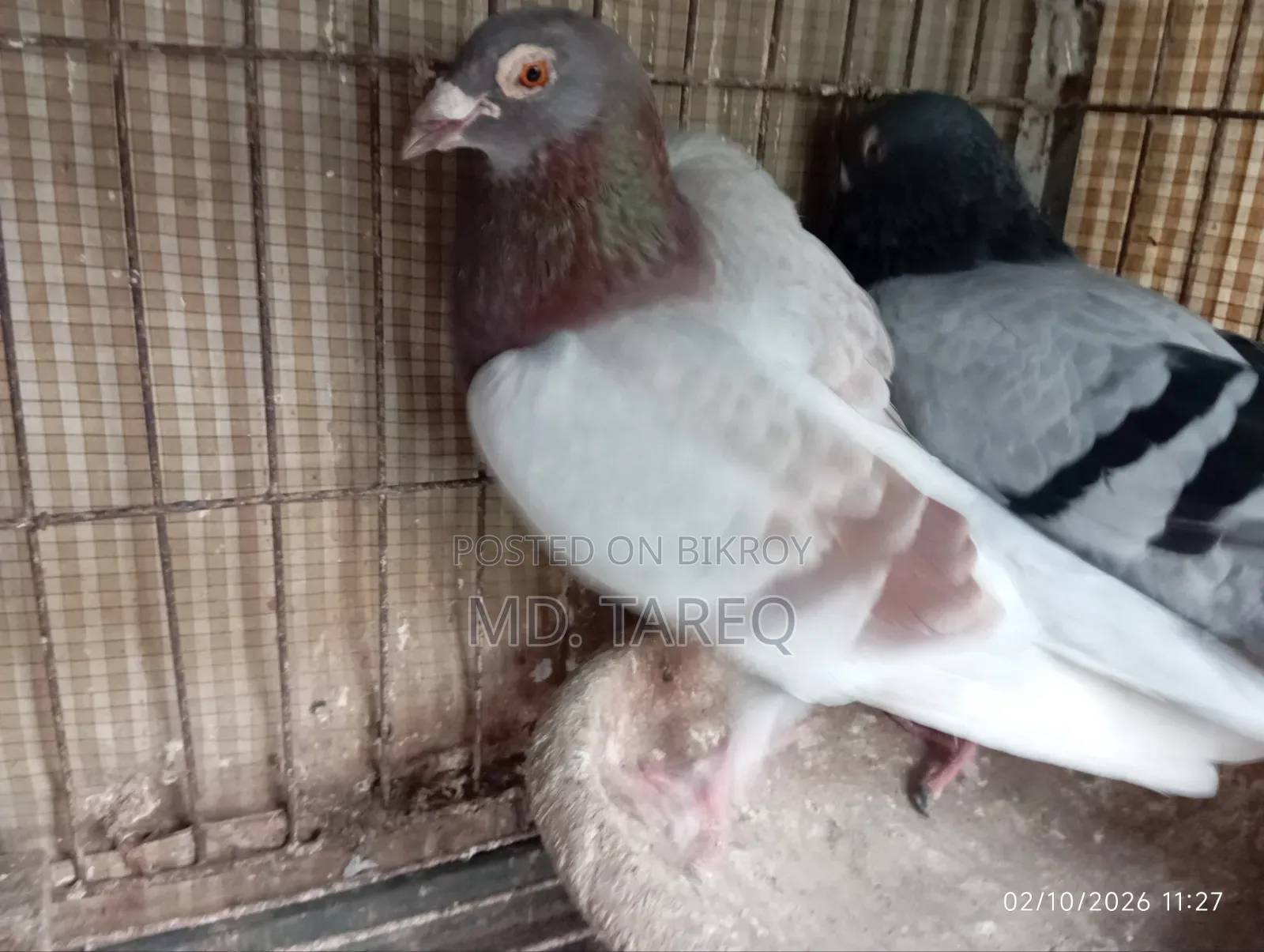 Pigeon Running Pair