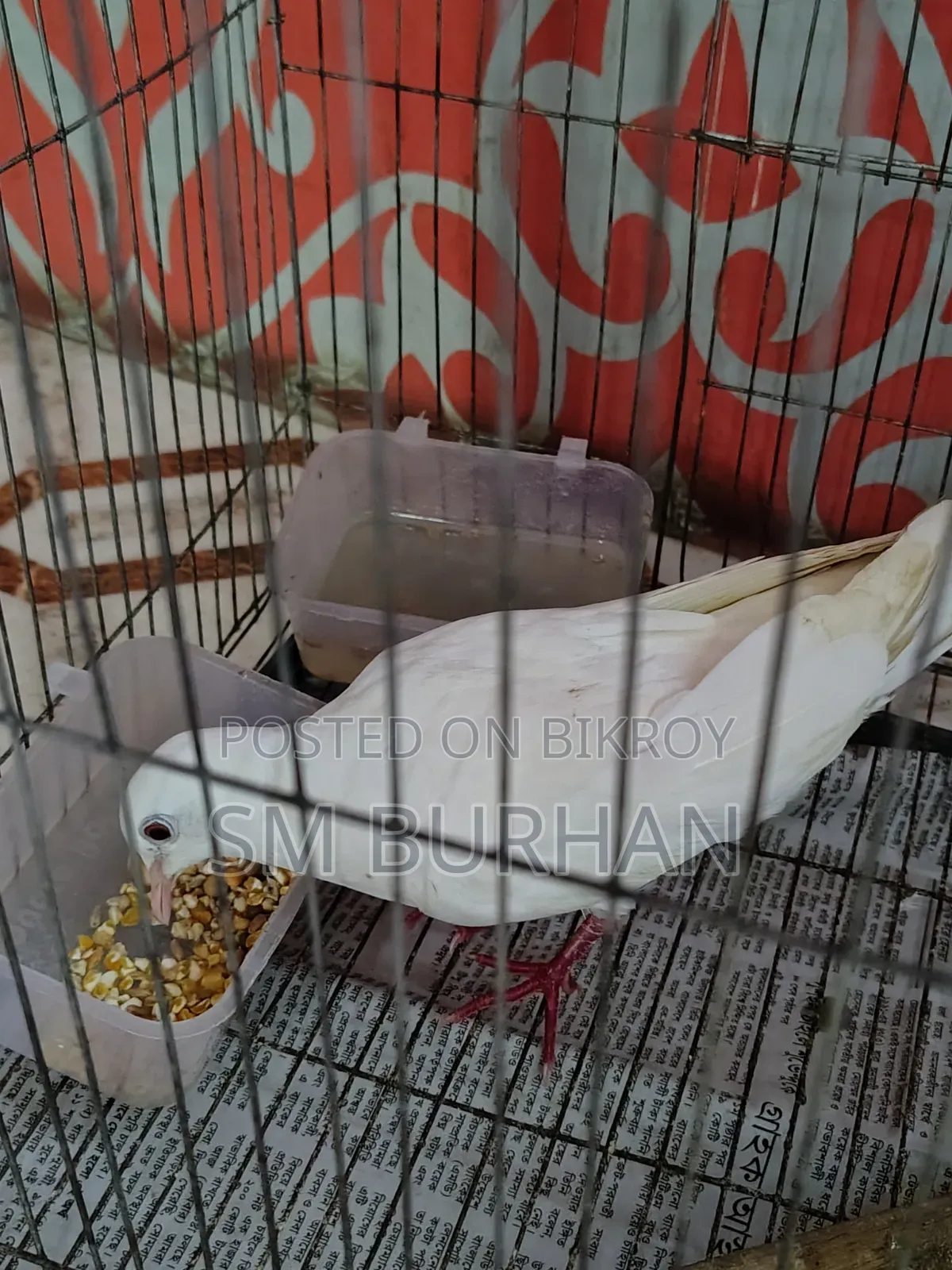 Diamond Dove (Gugu)