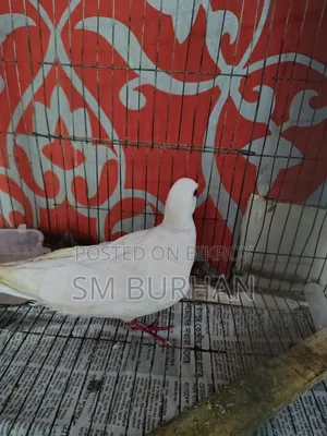 Diamond Dove (Gugu)