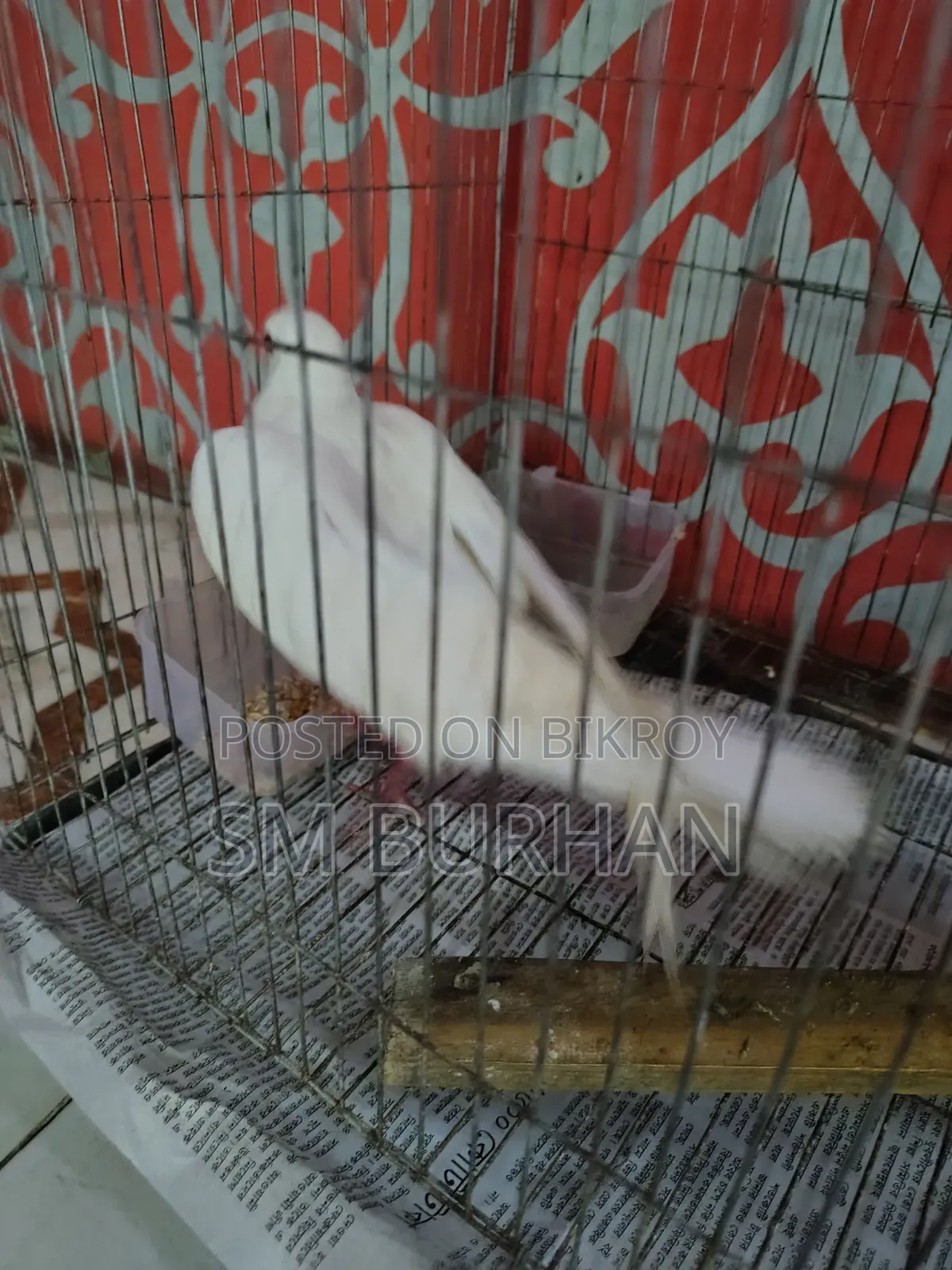 Diamond Dove (Gugu)