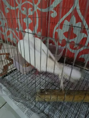 Diamond Dove (Gugu)