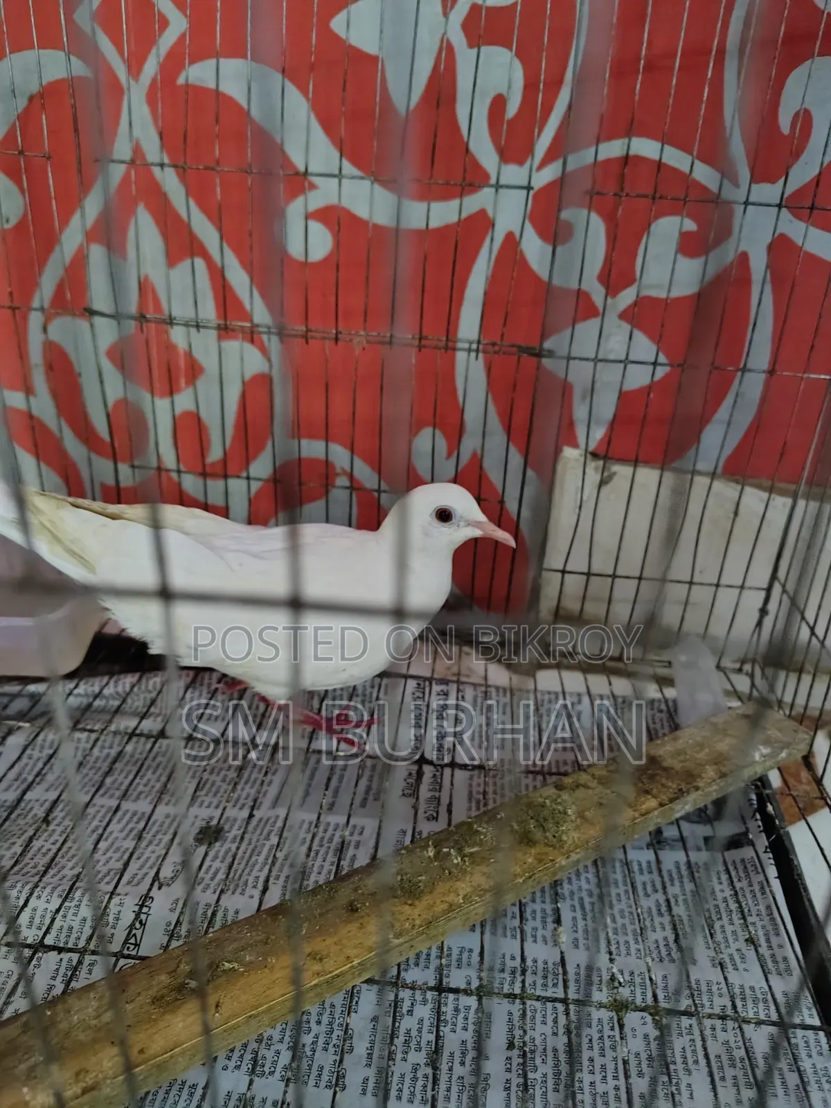 Diamond Dove (Gugu)