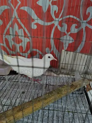 Diamond Dove (Gugu)
