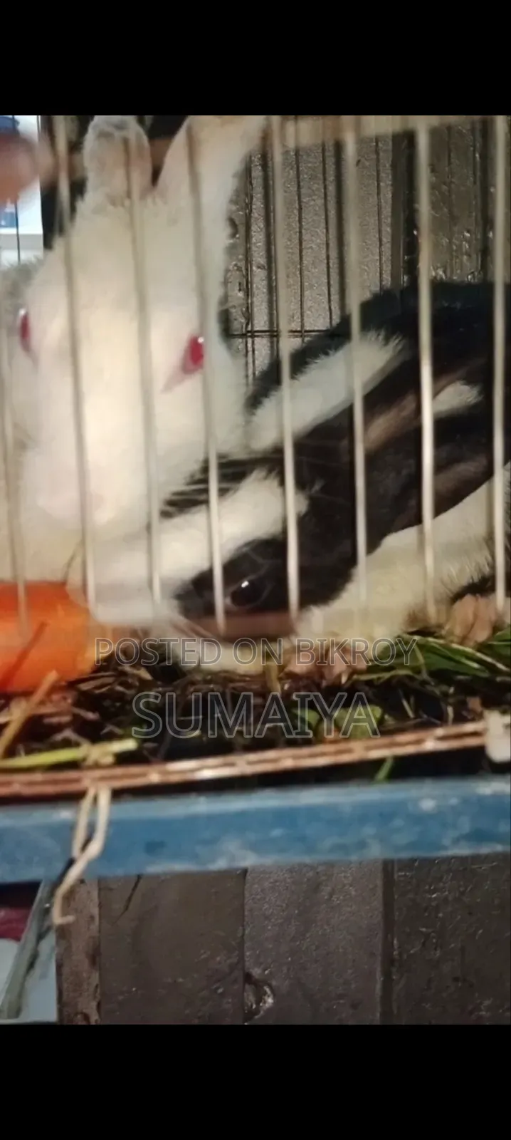 অনেক সুন্দর মায়াবী মালয়েশিয়ান খরগোশ