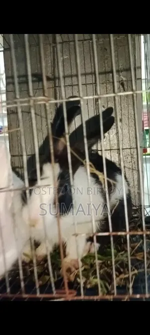 অনেক সুন্দর মায়াবী মালয়েশিয়ান খরগোশ