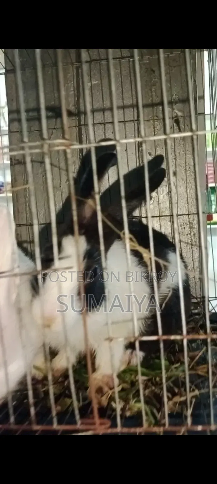 অনেক সুন্দর মায়াবী মালয়েশিয়ান খরগোশ