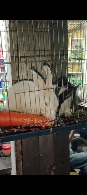 অনেক সুন্দর মায়াবী মালয়েশিয়ান খরগোশ