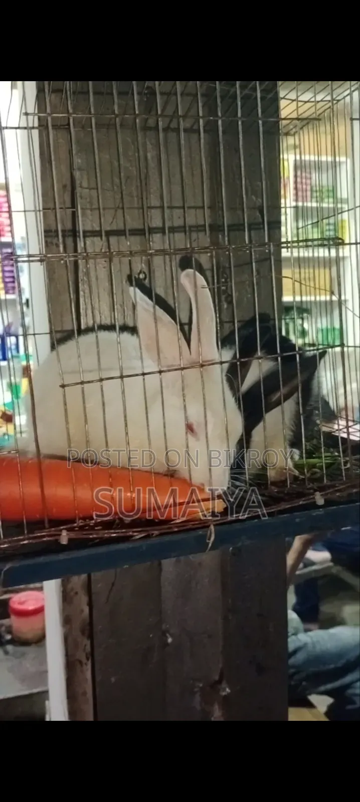 অনেক সুন্দর মায়াবী মালয়েশিয়ান খরগোশ