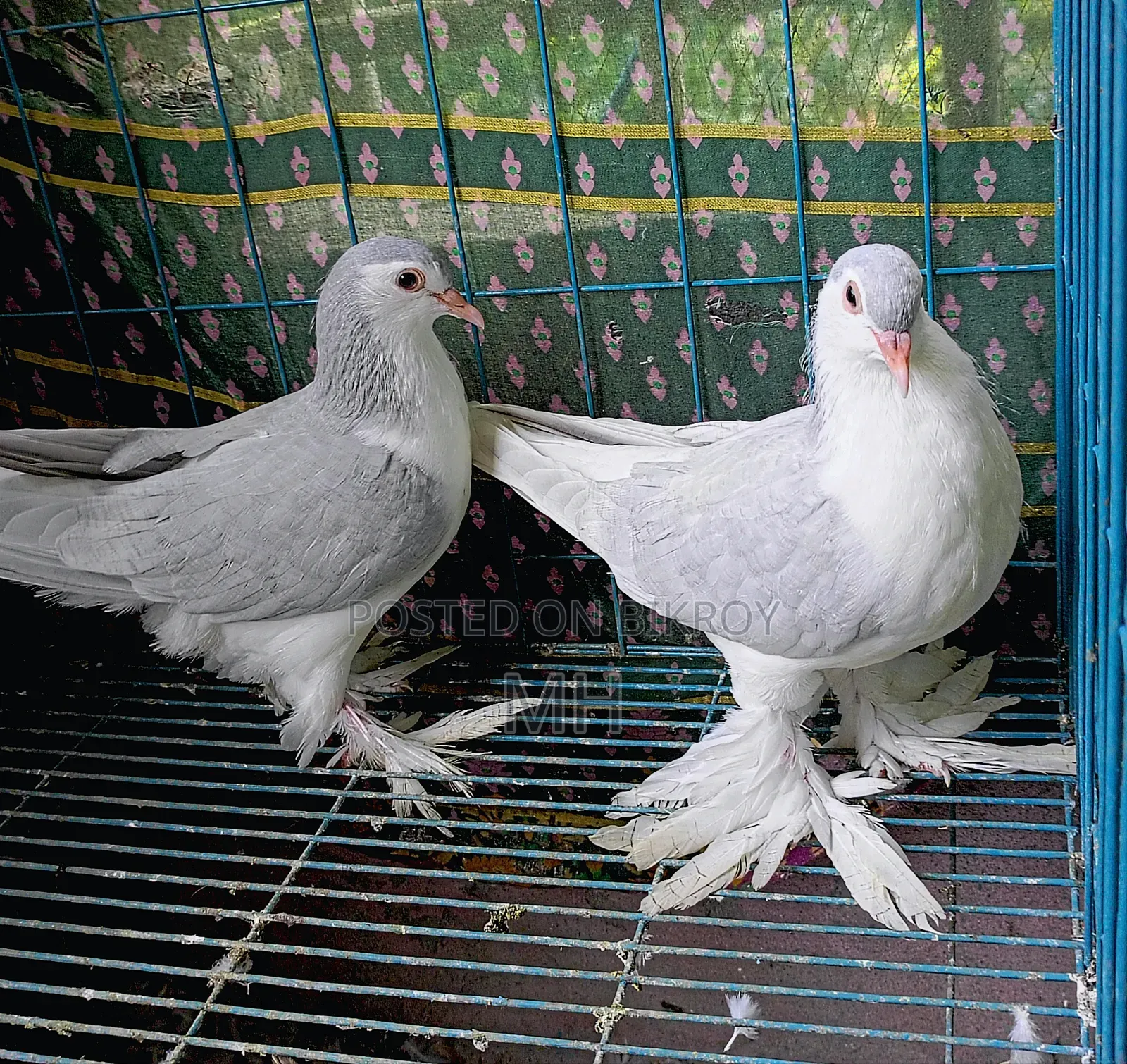 Siraji (Silver Color) 100% Fresh