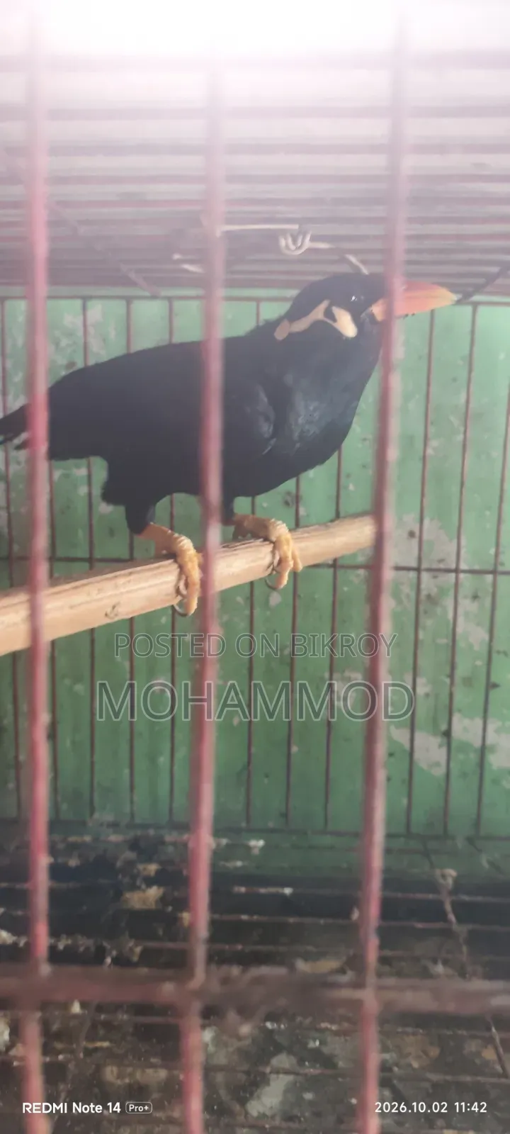 ময়না পাখি