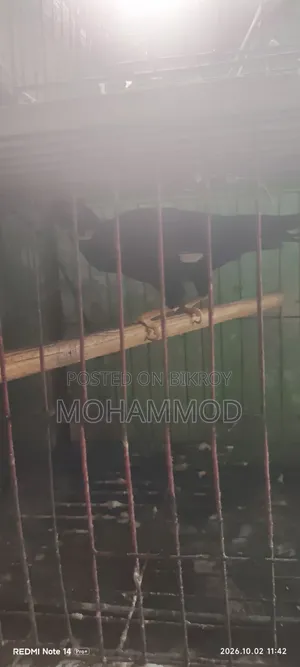 ময়না পাখি