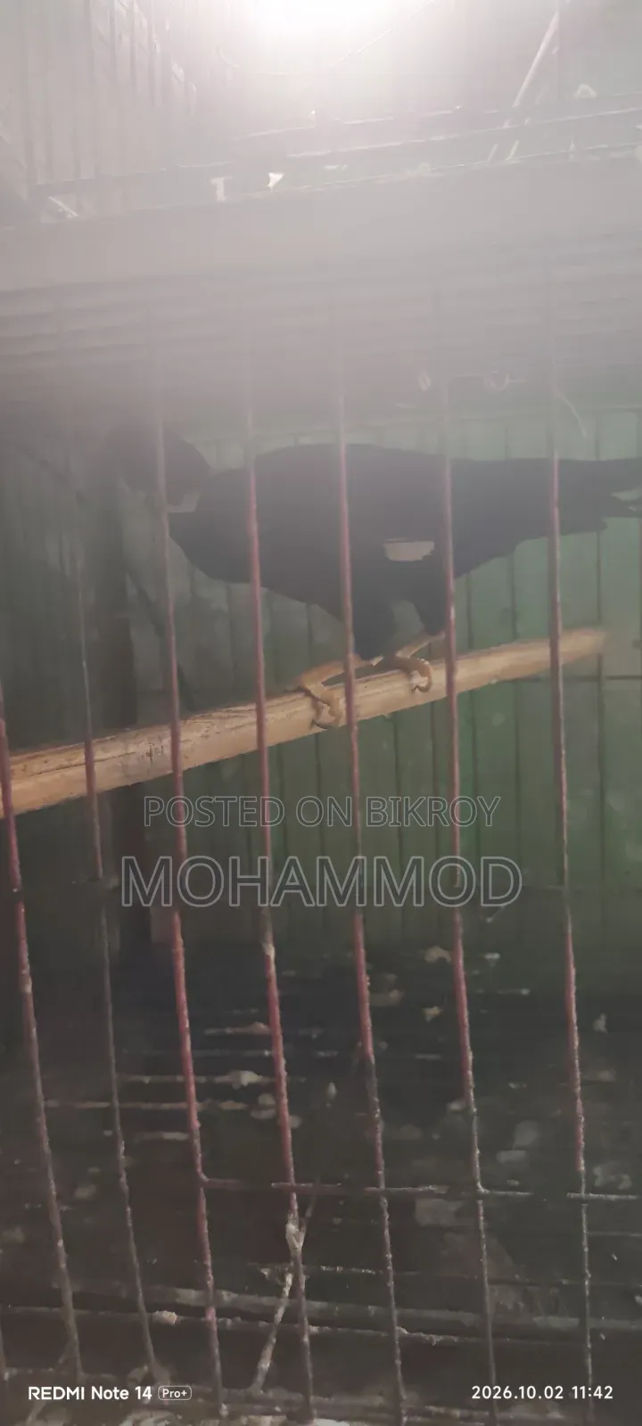 ময়না পাখি