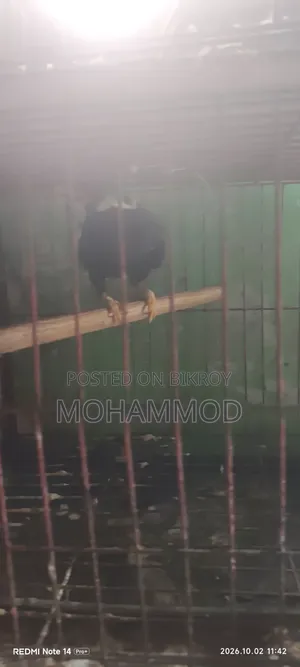 ময়না পাখি