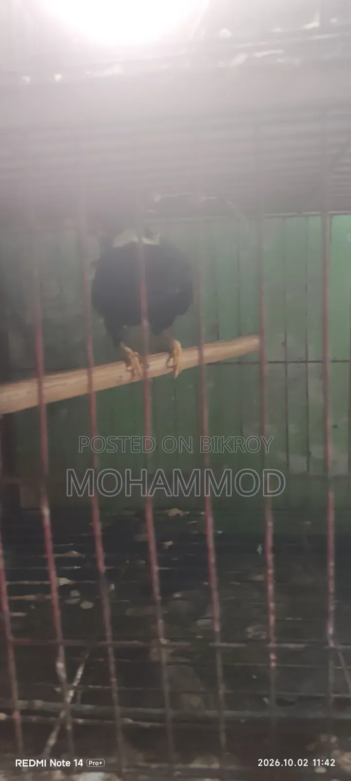 ময়না পাখি