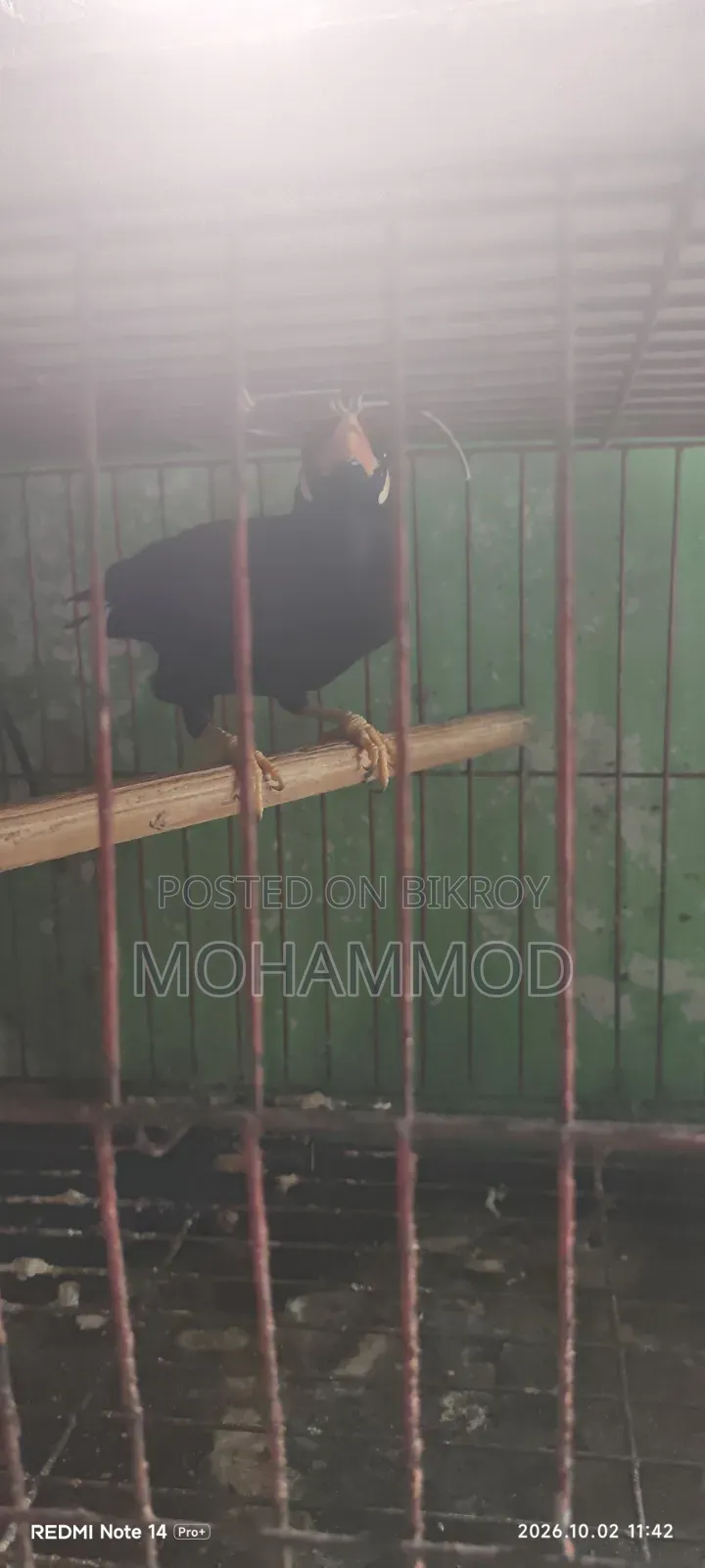 ময়না পাখি