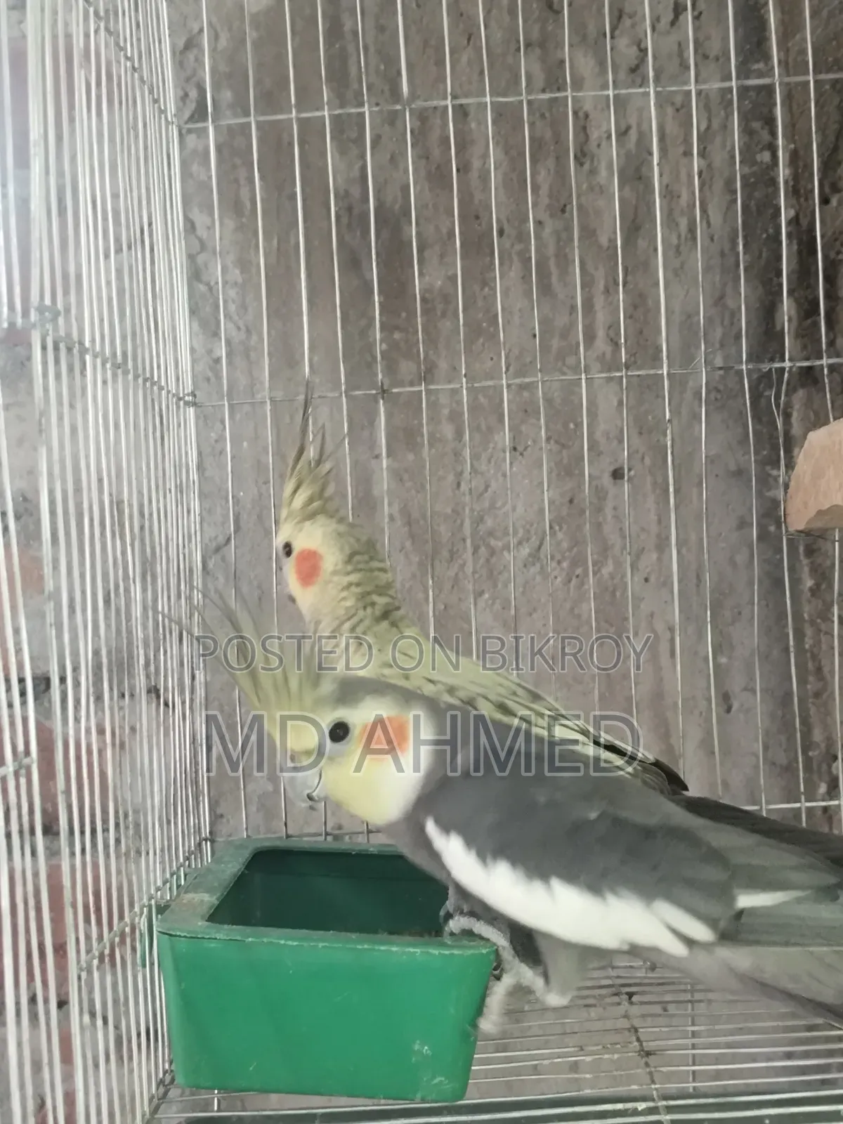 রানিং ককটেল পেয়ার
