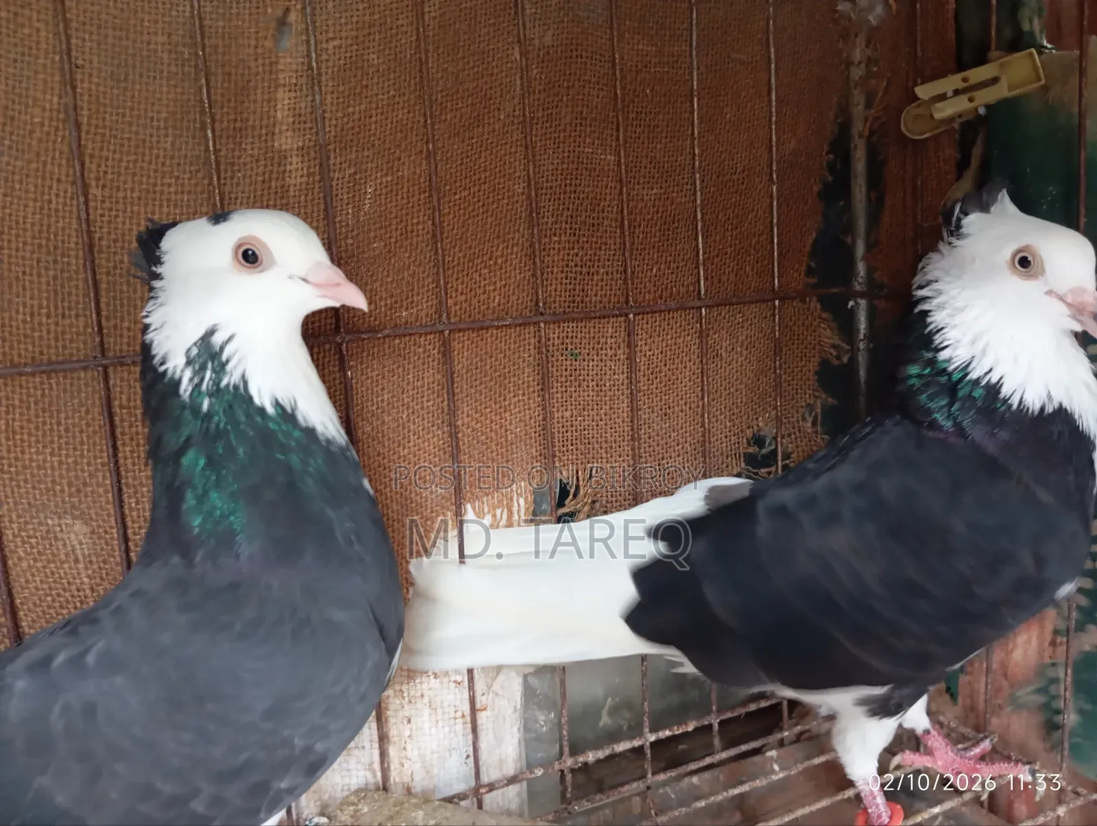 Male Pigeon