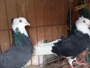Male Pigeon