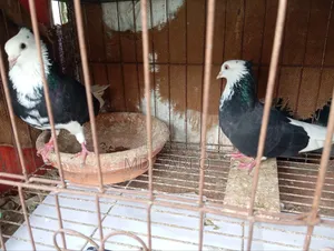 Male Pigeon