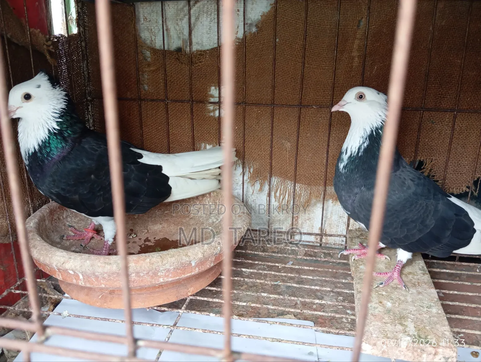 Male Pigeon