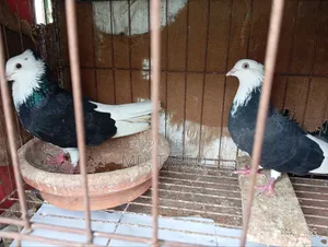 Male Pigeon