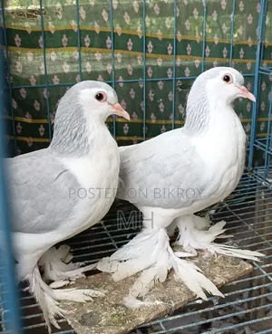 Siraji (Silver Color) 100% Fresh