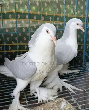 Siraji (Silver Color) 100% Fresh